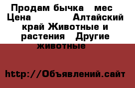 Продам бычка 8 мес › Цена ­ 22 000 - Алтайский край Животные и растения » Другие животные   
